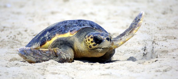 Caretta Caretta