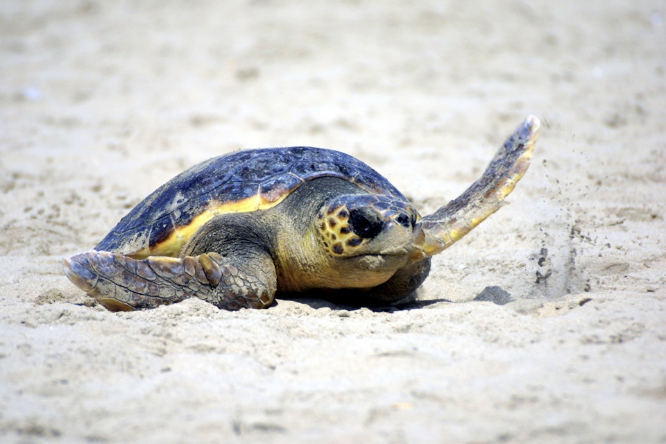 Caretta Caretta