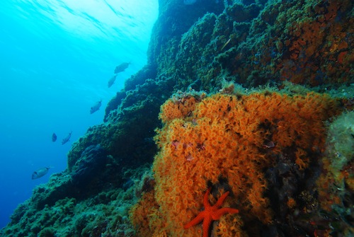 Scoglio Fortuna Lampedusa Immersioni