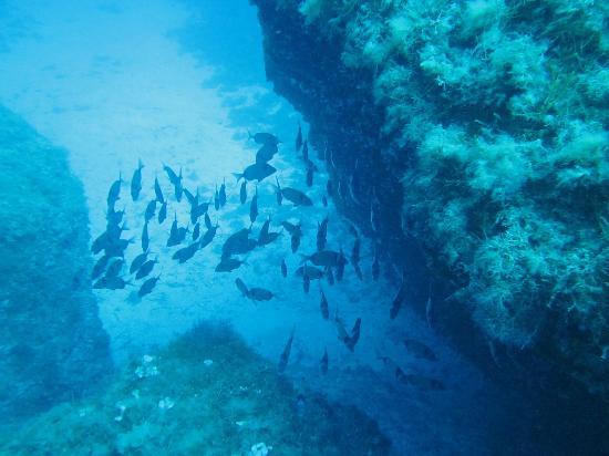 Punta Javuta Immersioni Lampedusa