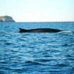 balene a lampedusa