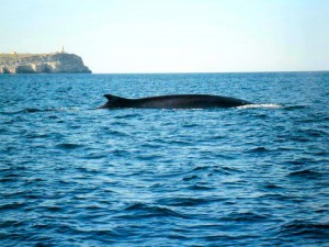 balene a lampedusa