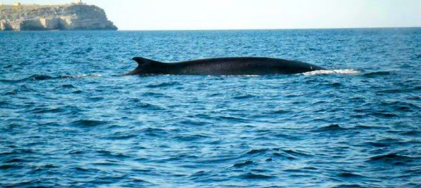 balene a lampedusa