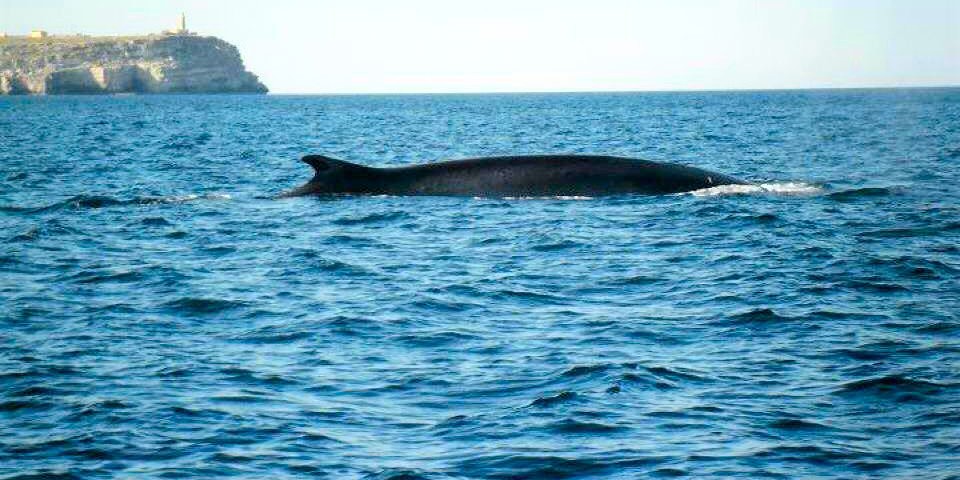 balene a lampedusa