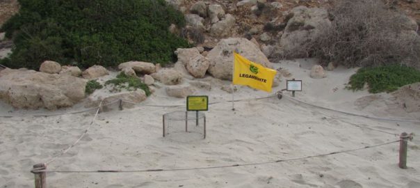 La Caretta Caretta torna a deporre alla Spiaggia dei Conigli