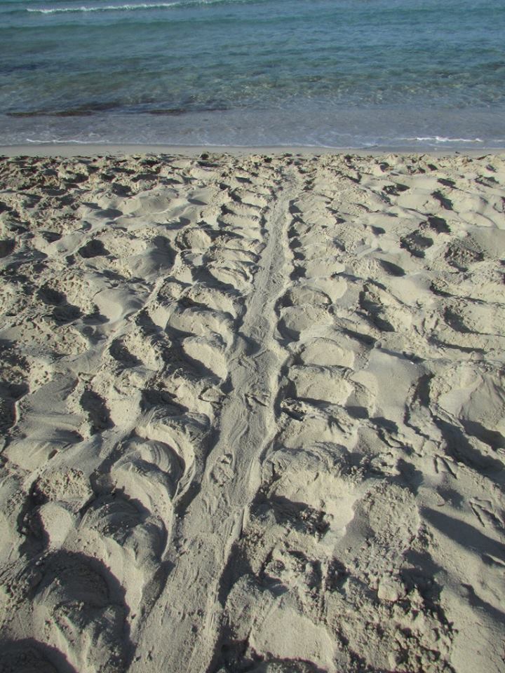 La Caretta Caretta torna a deporre alla Spiaggia dei Conigli